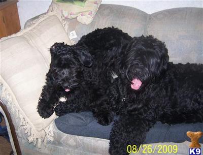 Dogs - Black Russian Terrier
